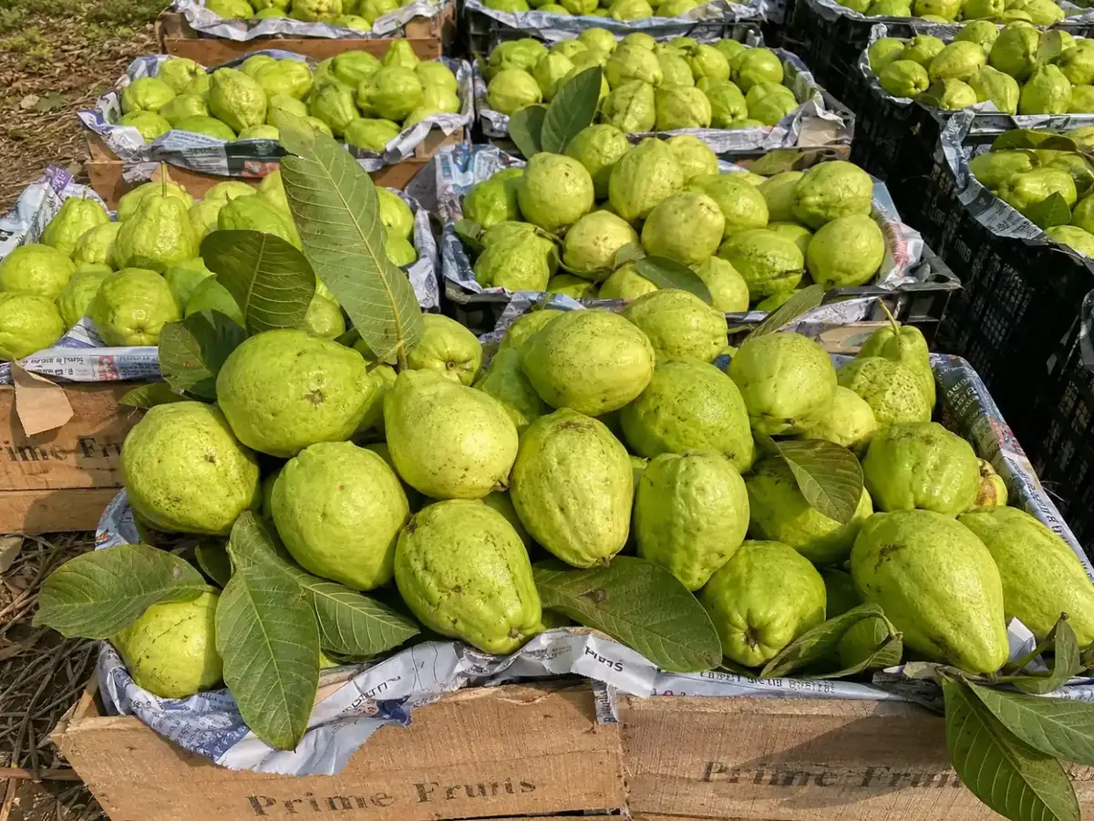 Guava bulk crates
