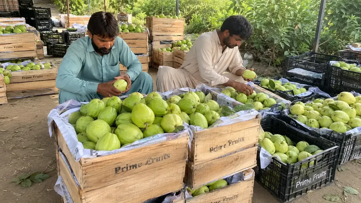 Guava packed in lined crates at farm