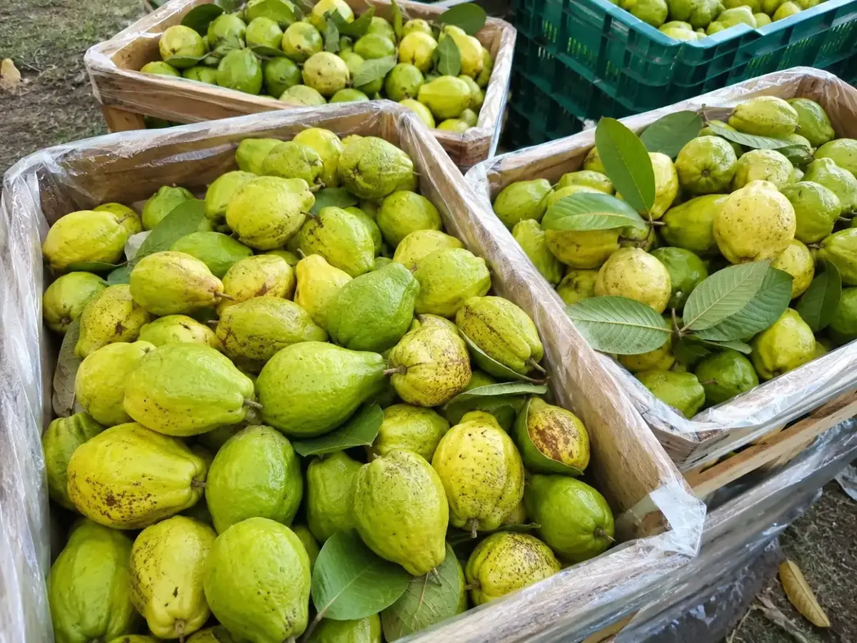 Guava in wooden crates