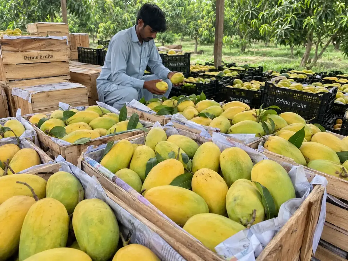 Worker sorting fresh Sindhri mango into Imperial Fruits crates at the farm